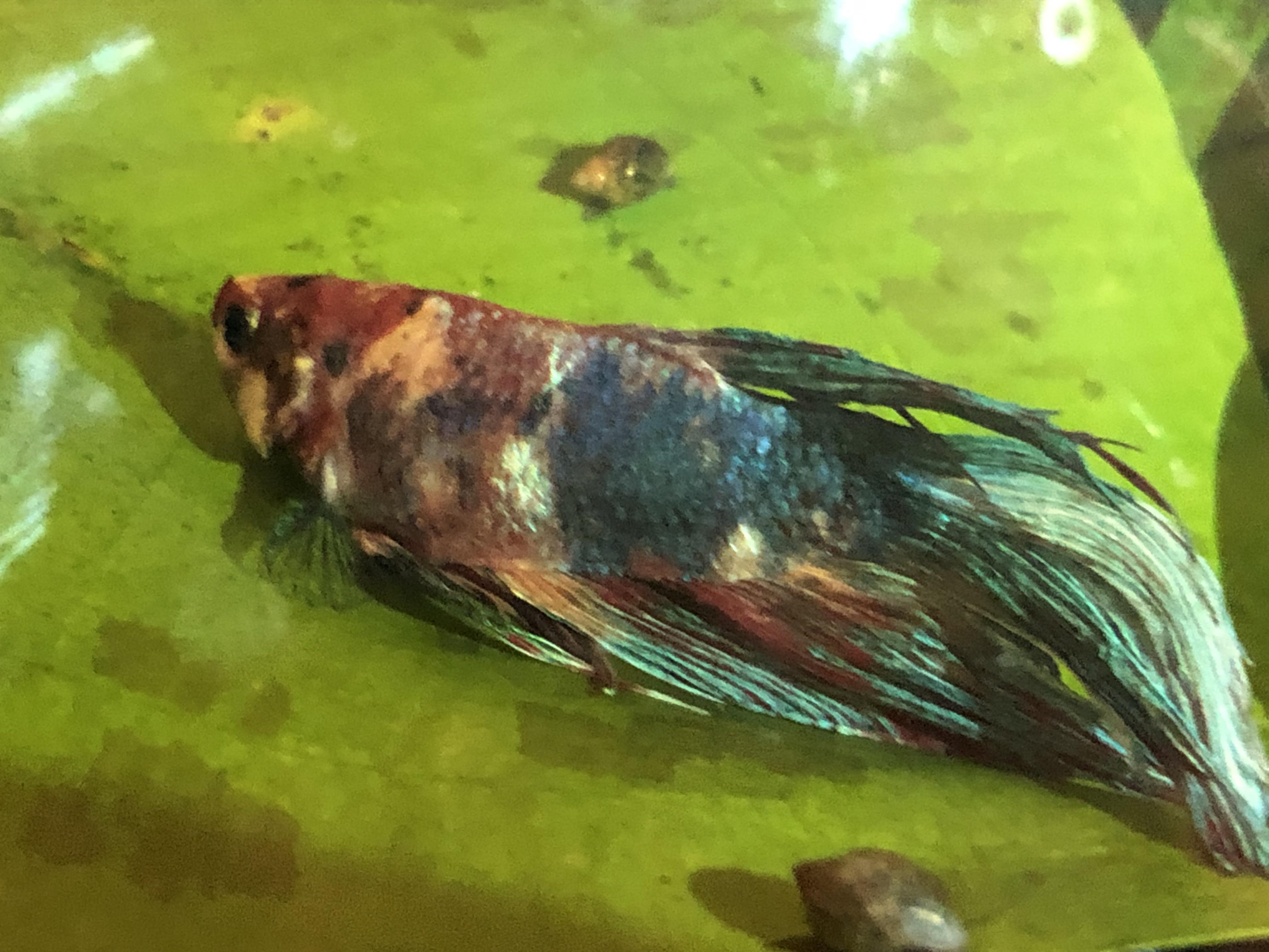 alkalosis in fish
