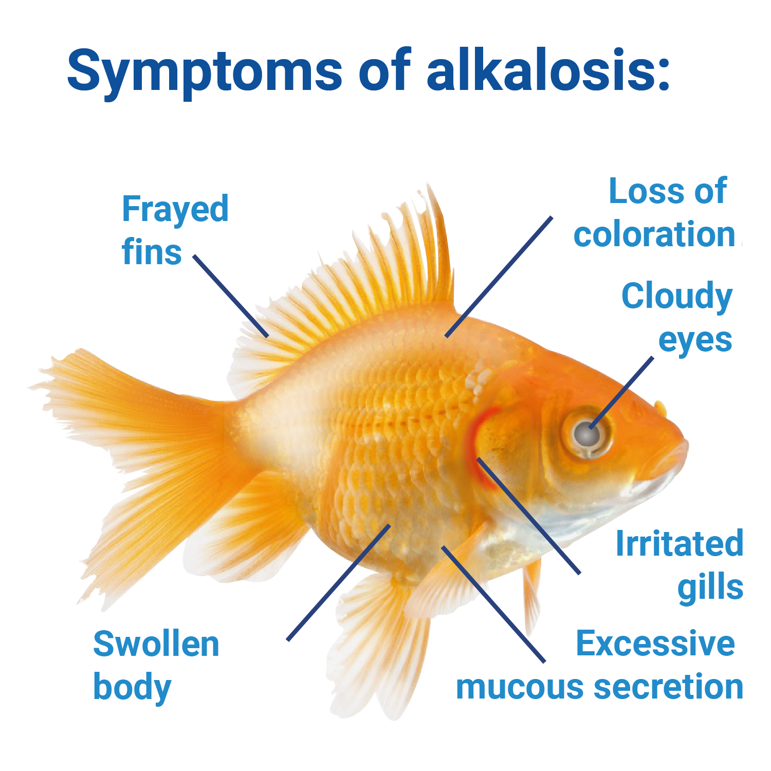 Stressed fish due to high pH