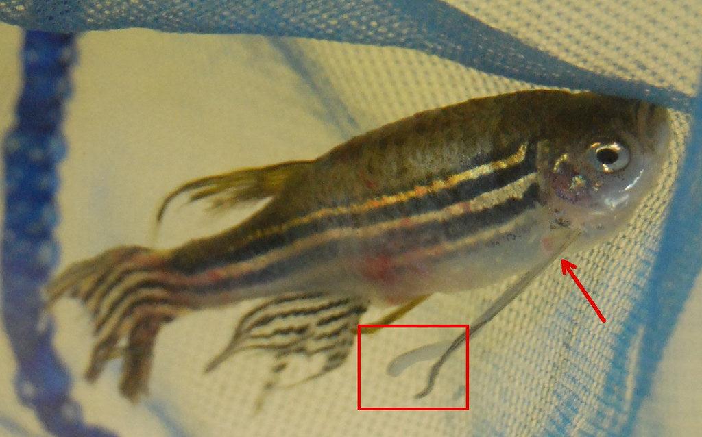 Anchor Worms Disease
