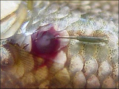 Anchor Worms Disease