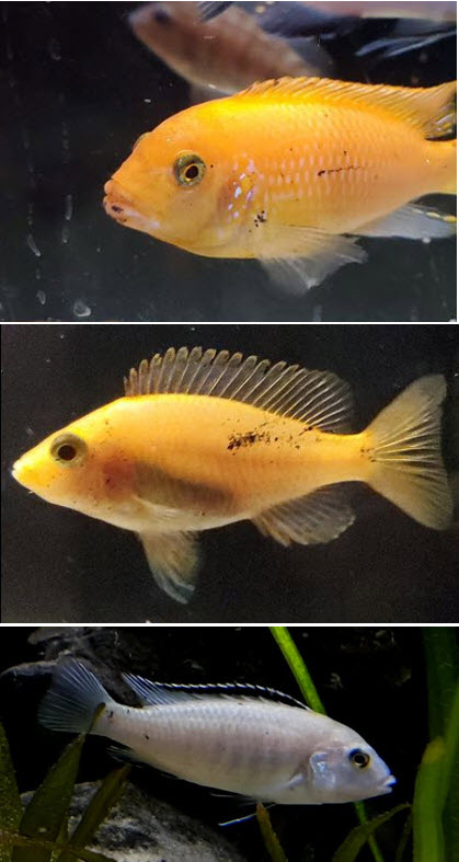 Black Spot Disease