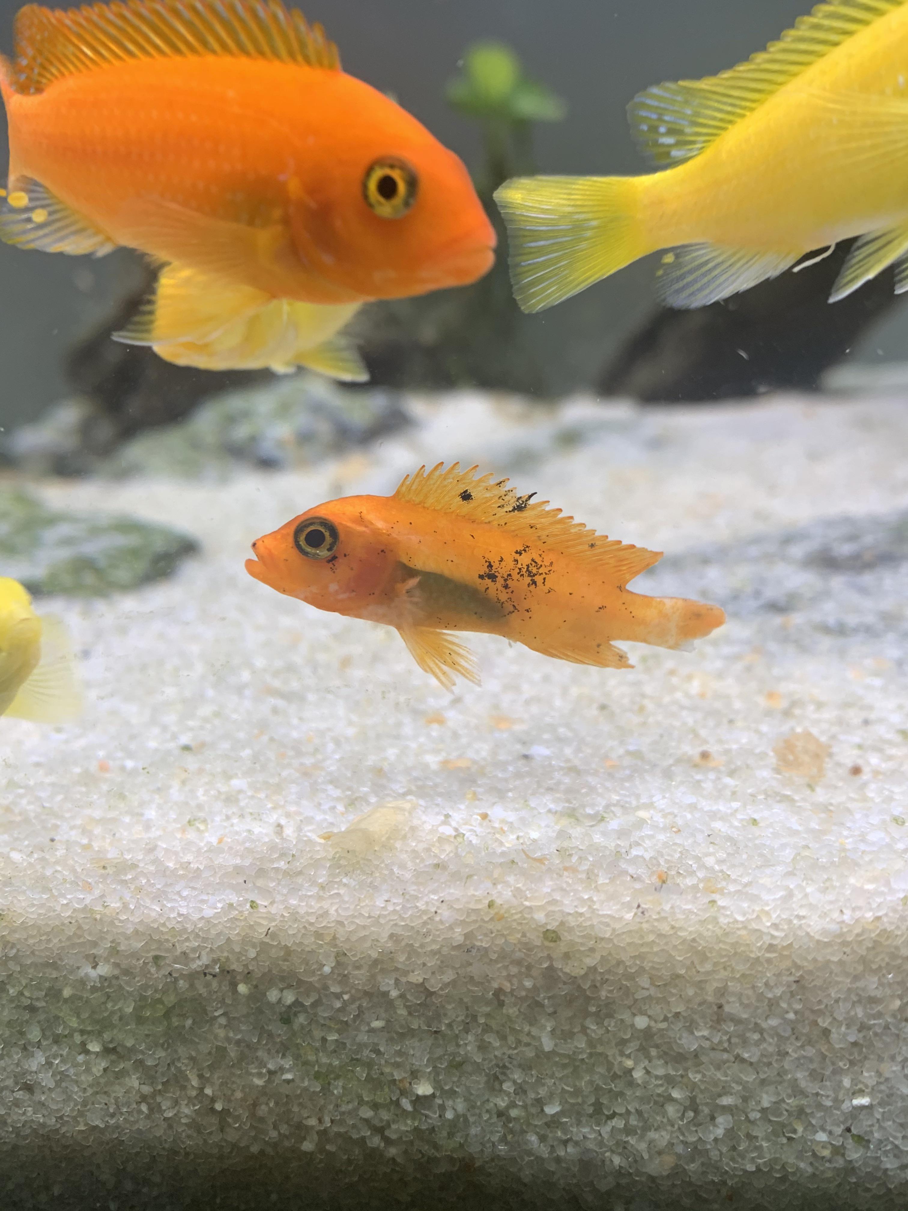 Black Spot Disease on fish body