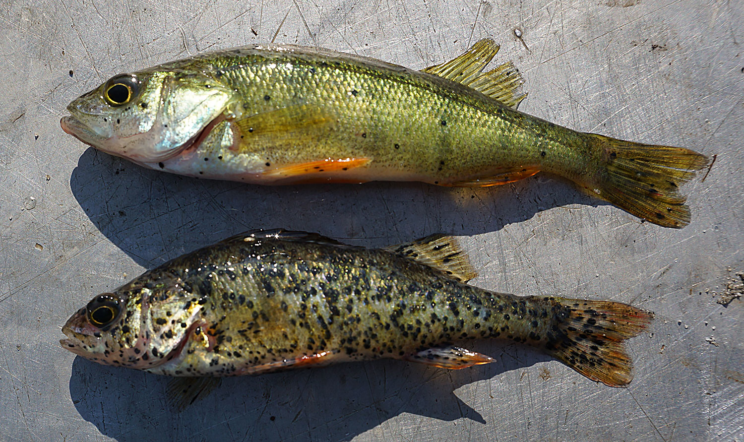 Black Spot Disease on fins