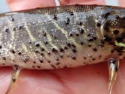Close up of Black Spot Disease