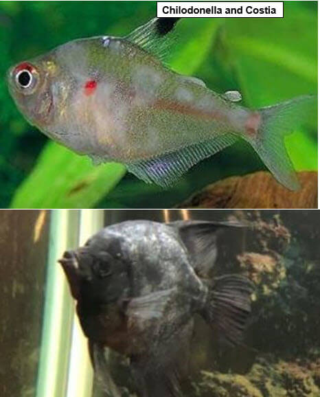 Chilodonella Disease
