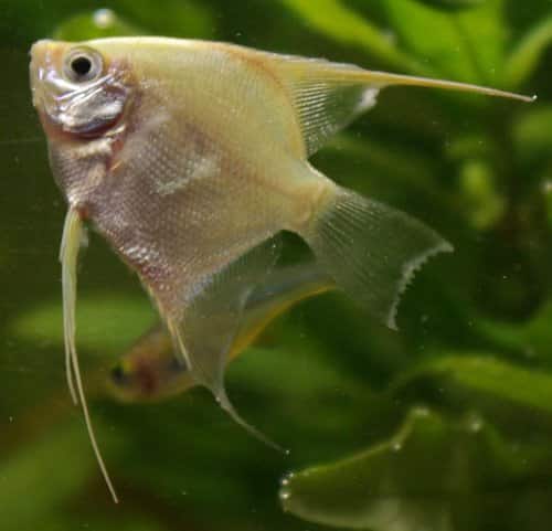 Chilodonella cloudy skin