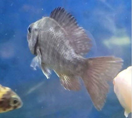 Fish with Chilodonella infection