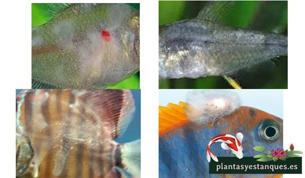 Chilodonella infected gills