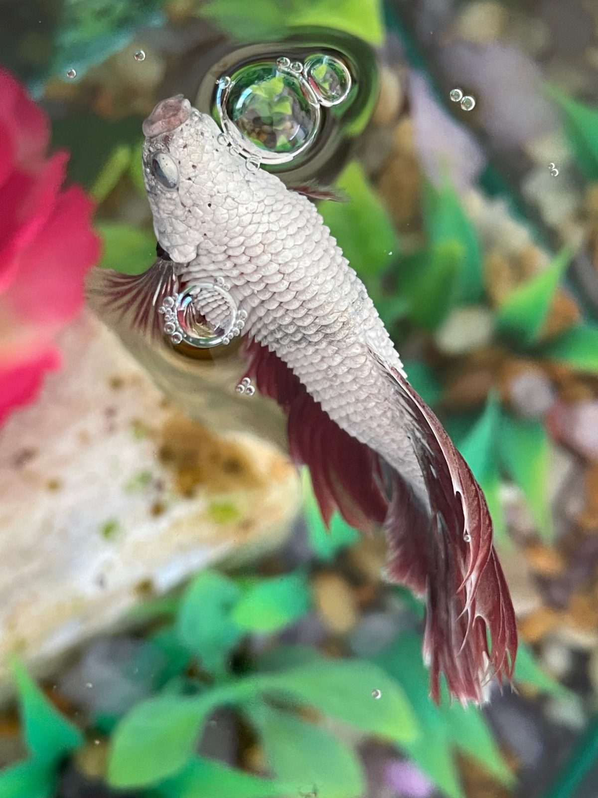 Dropsy Disease
