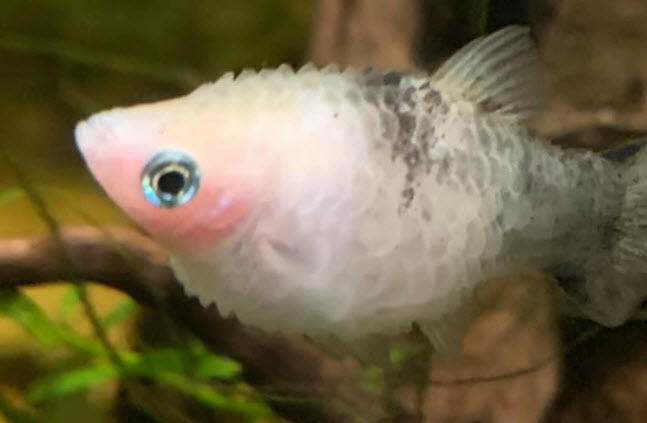 Dropsy Disease