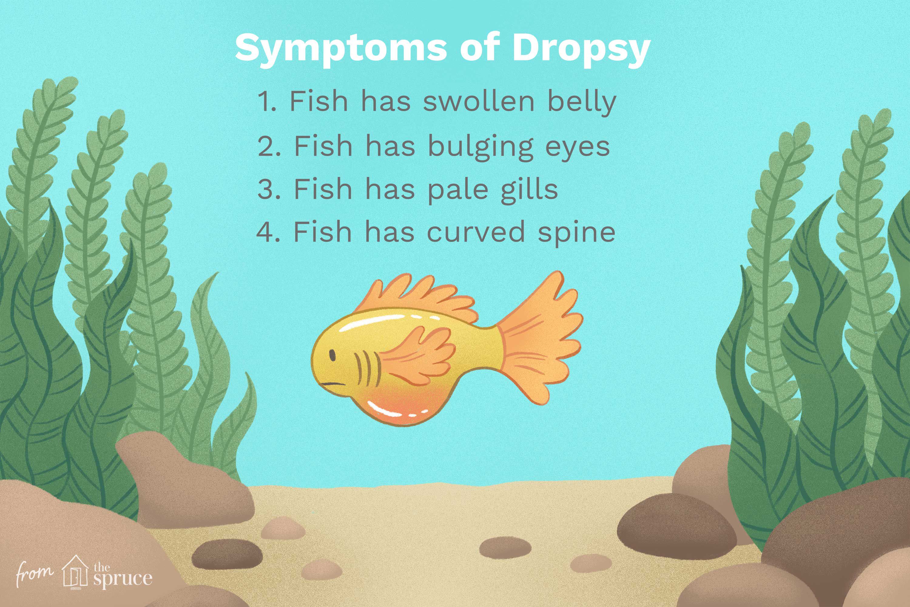 Dropsy Disease