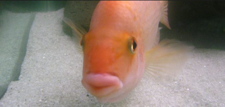 Duck Lips Disease