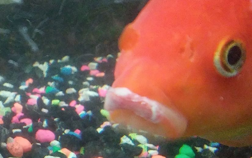 Fish with Duck Lips Disease