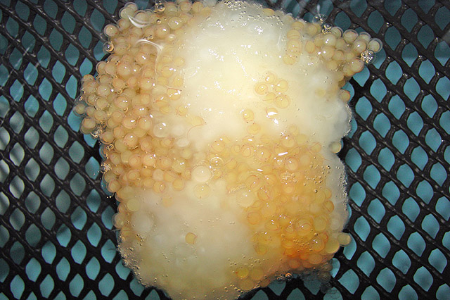 Egg Fungus