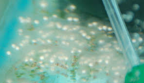 Egg Fungus Disease