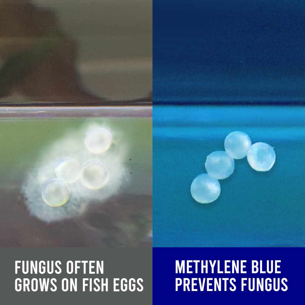 Egg Fungus Disease