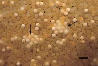Egg Fungus Disease