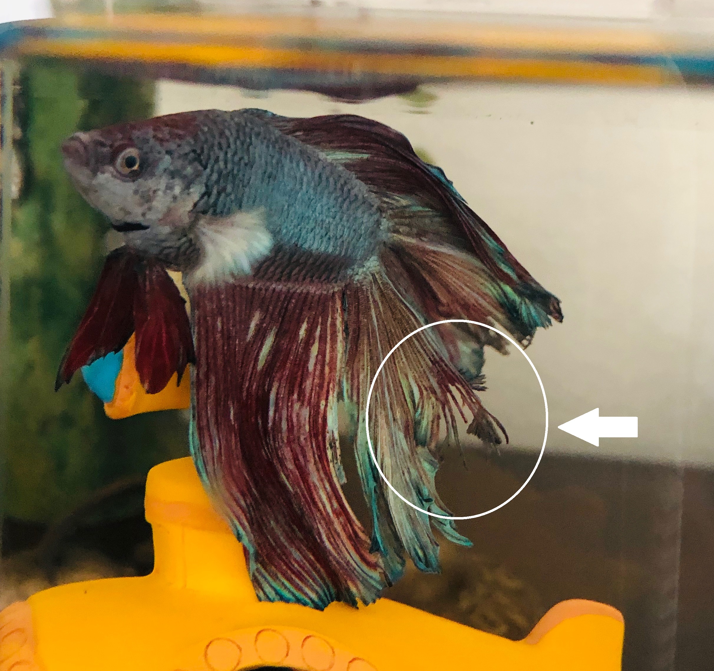 Fin Rot Disease