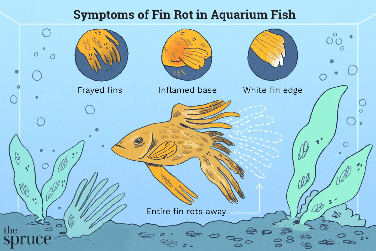 Fin Rot Disease