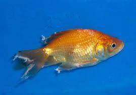 Fin Rot Disease