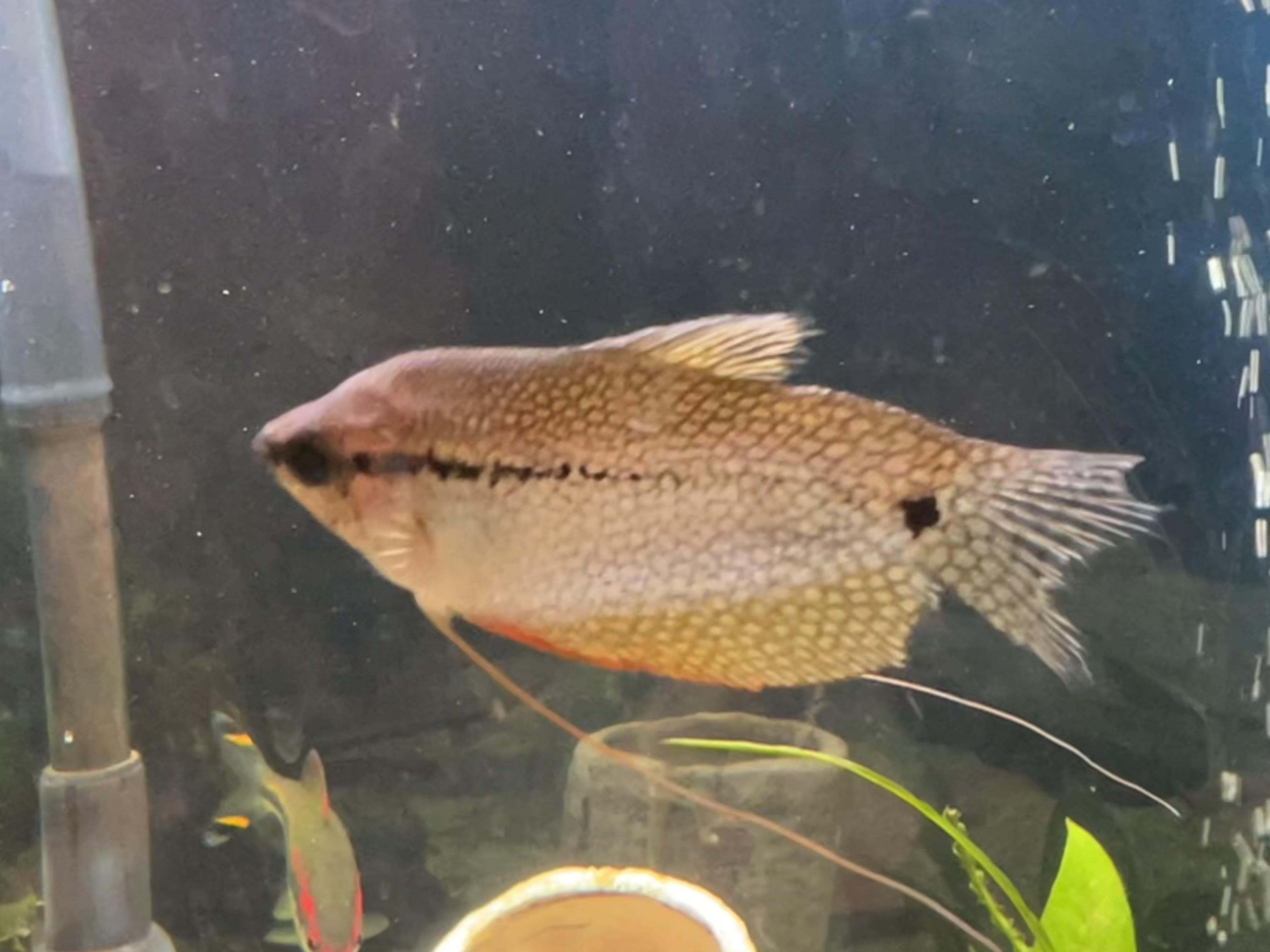 Fin Rot Disease