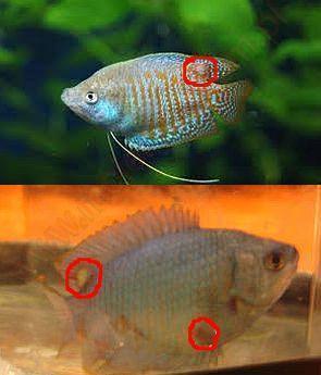 Iridovirus Disease