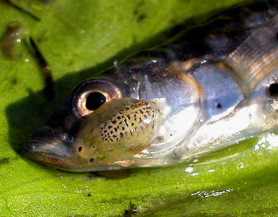 Fish Lice