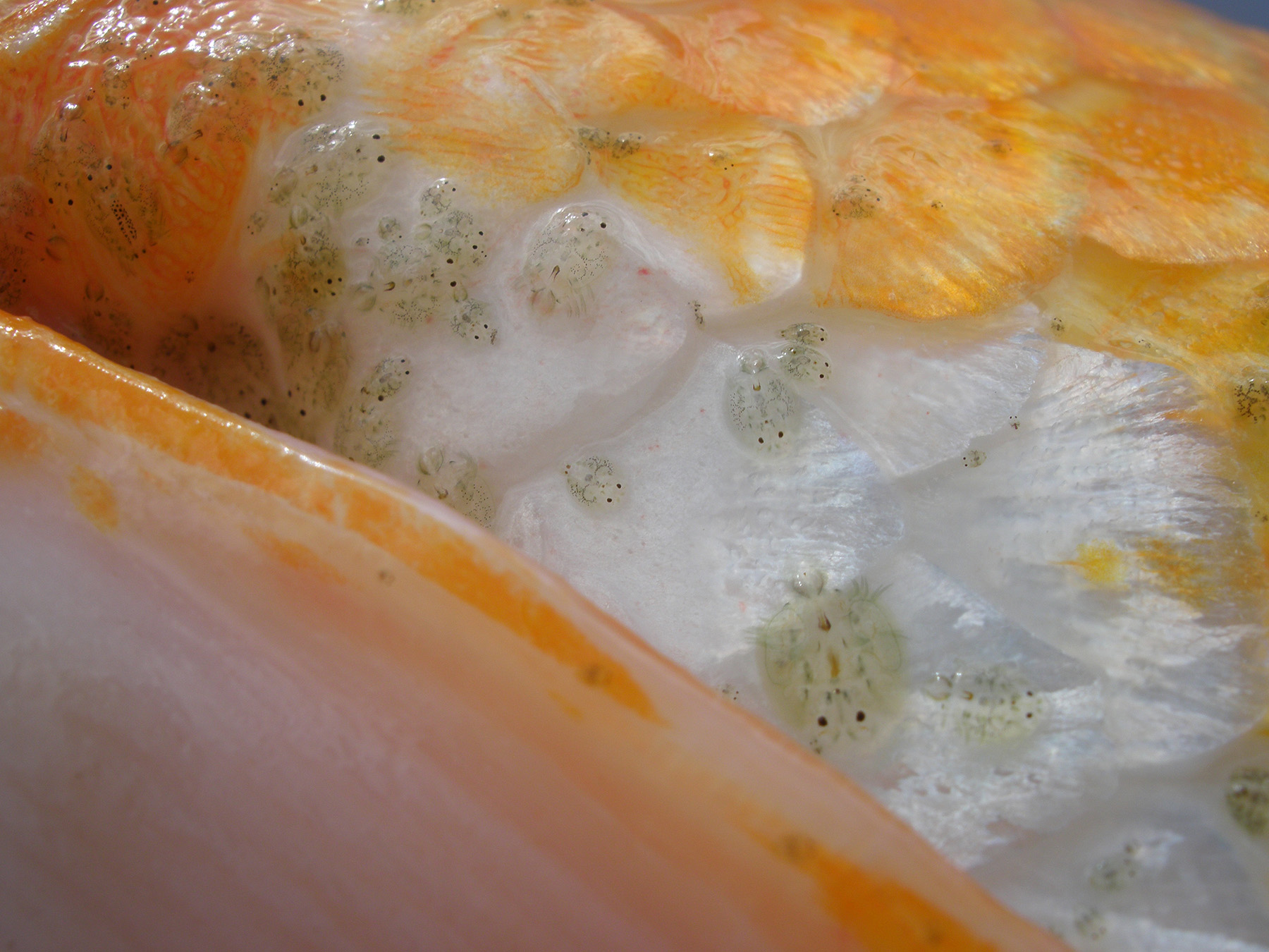 Fish Lice Disease