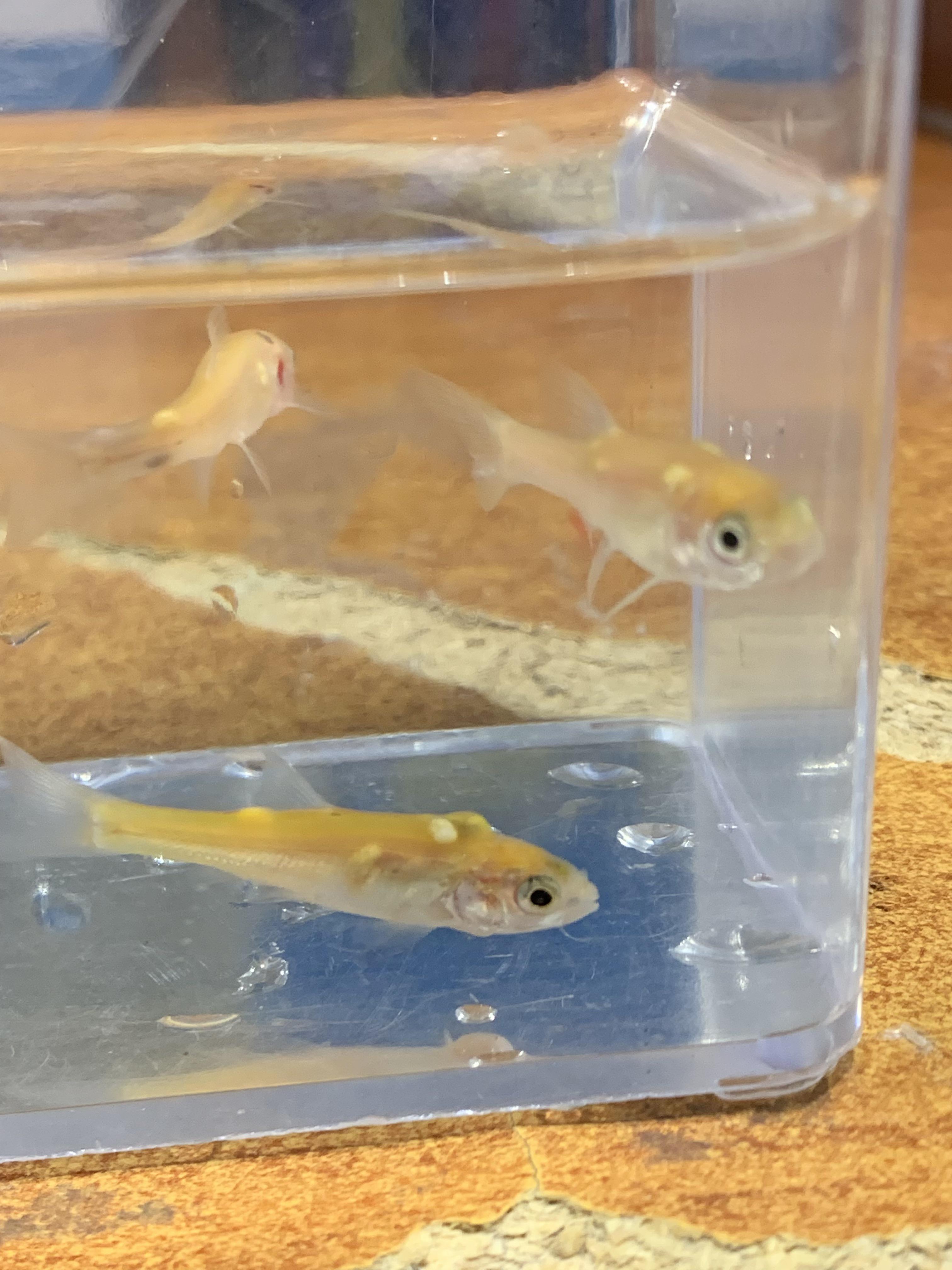 Fish Lice Disease