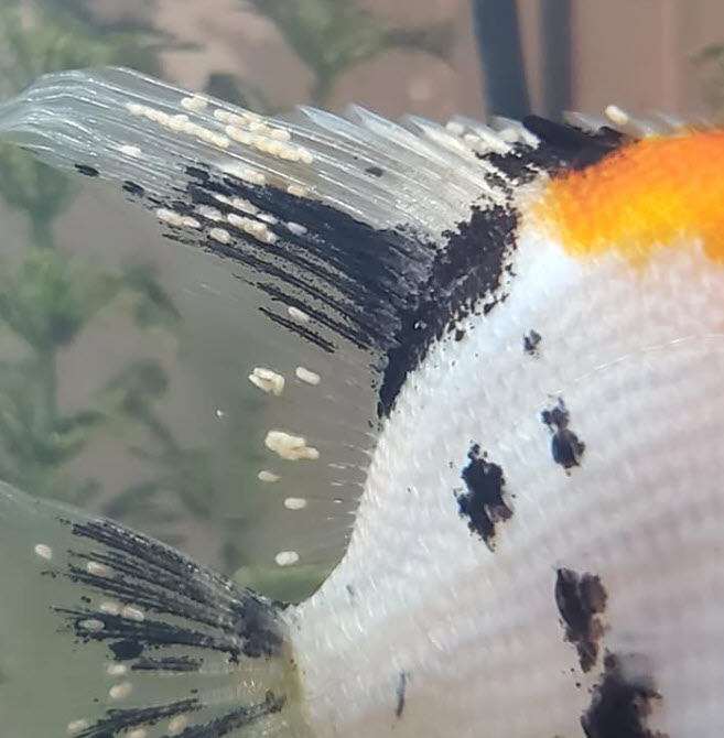 Fish Lice Disease
