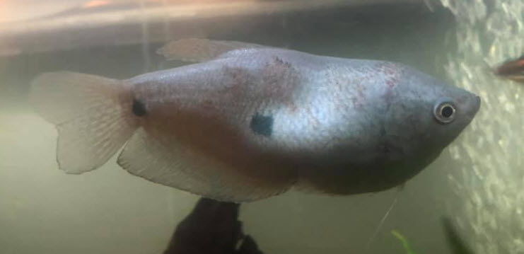 Fish Tuberculosis
