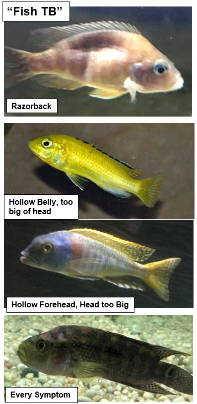 Sunken belly in Fish TB