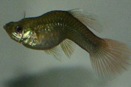 Skin ulcers in Fish TB