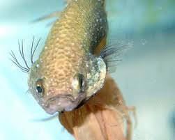Gill Flukes Disease