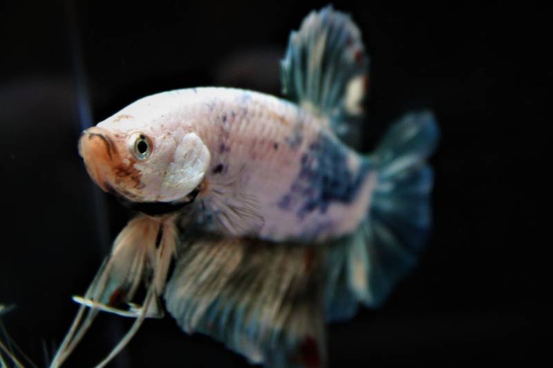 Gill Flukes Disease