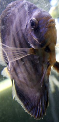 Gill Flukes Disease