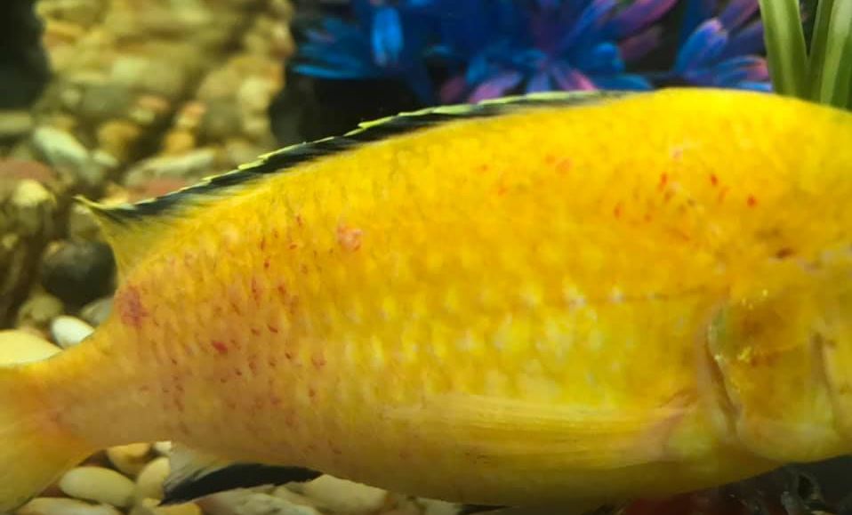 Gill Flukes Disease