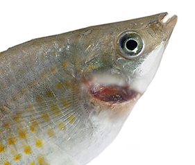 Gill Rot Disease