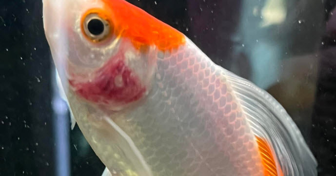 Gill Rot Disease
