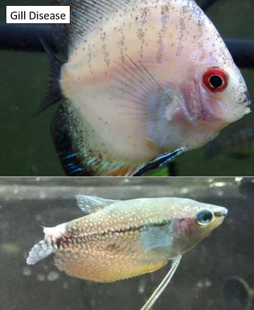 Gill Rot Disease