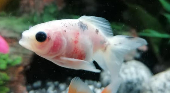 Gill Rot Disease