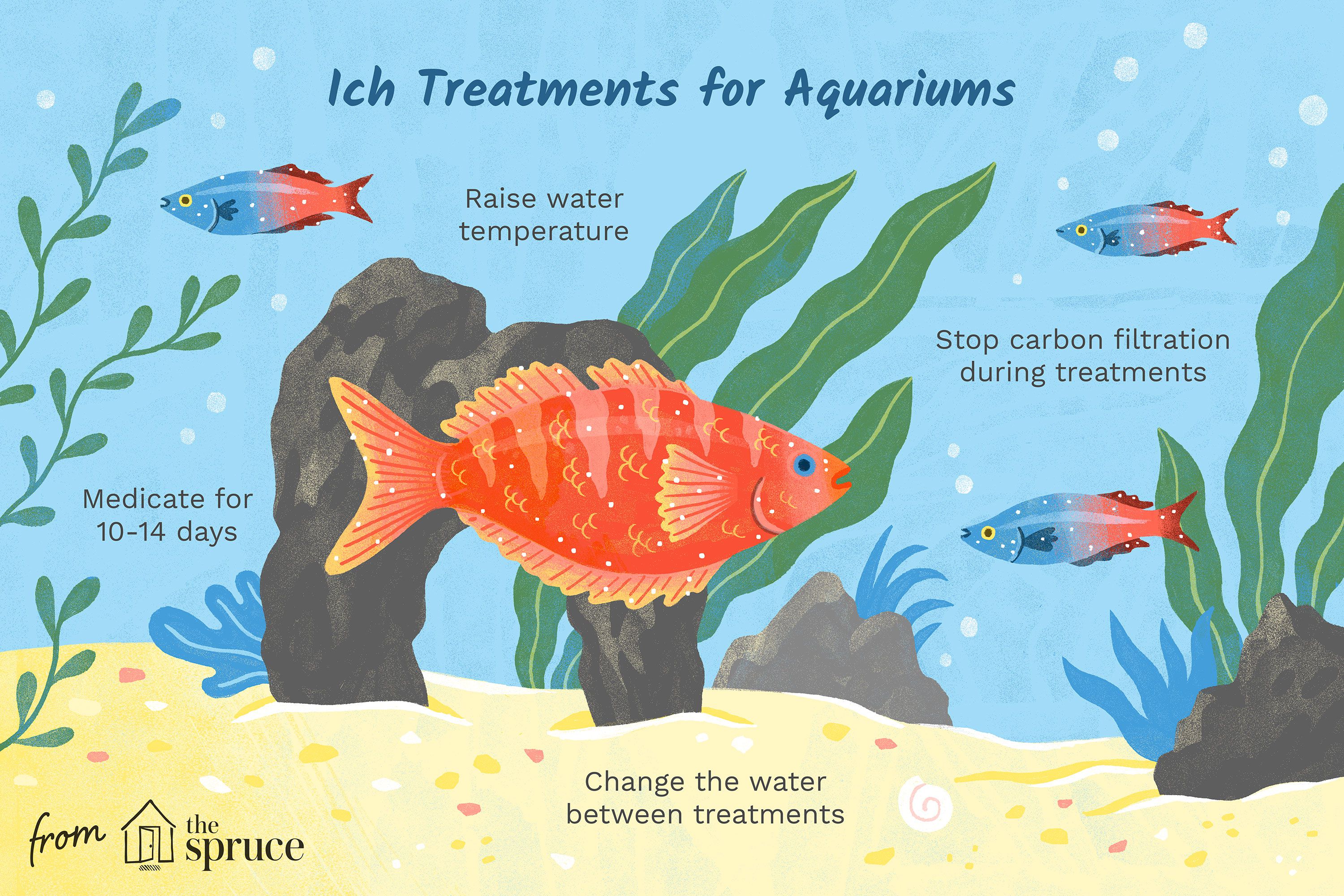 Ich / White Spot Disease