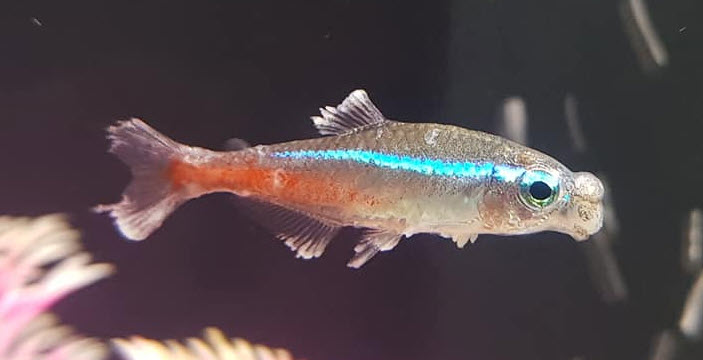 Neon Tetra Disease
