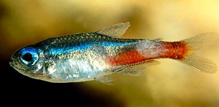Neon Tetra Disease symptoms