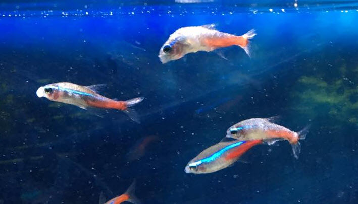 Neon Tetra Disease spinal curve