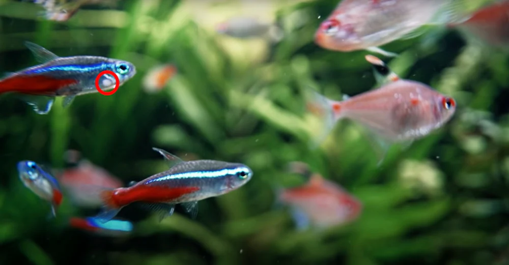 Neon Tetra Disease wasting