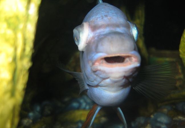 Popeye Disease