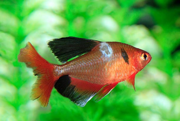 Fish Saprolegnia