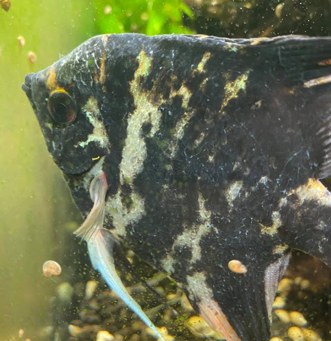 Slime Coat Syndrome peeling