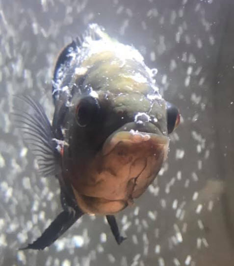 Excess mucus on fish